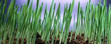 Image result for Eragrostis humidicola