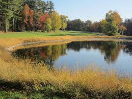 Image result for Lawsonia