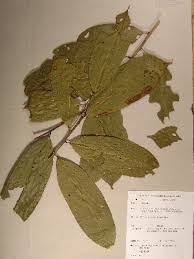 Image result for Hua gabonii