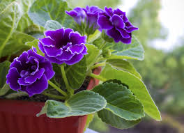 20 Flowering Houseplants That Will Add Beauty to Your Home - Bob Vila