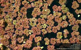 Image result for Azolla filiculoides