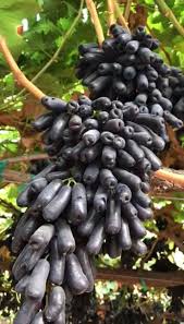 Check out all bestselling seeds & garden tools for affordable prices. Sweet Sapphire Grapes Fruteira Arvores Frutiferas