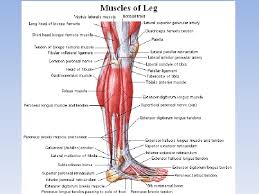This site contains information about tendon diagram of leg. Department Of Human Anatomy Knmu Muscles And Topography