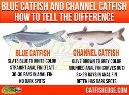 Breeds Of Catfish Best Cat Wallpaper