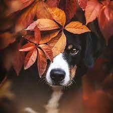 Bella Montreal Insta Bella Montreal Pinterest Weheartit Bella4549 Tiktok Bellamontreal Black Dog Photography Family Photo With Dog Fall Dog