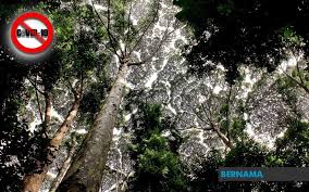 We did not find results for: Bernama Lindungi Hutan Untuk Imbangi Ekosistem Dan Alam Semulajadi