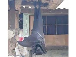 A plush stuffed bat toy! Picture Of Human Sized Bat From The Philippines Goes Viral Netizens Spooked Out Asia Gulf News