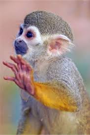 Squirrel Monkey By Henk Lang Squirrel Monkey Rainforest Animals Pet Birds