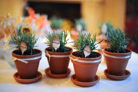 Snapfish Log In Plant Wedding Favors Spring Wedding Favors Wedding Gifts For Guests