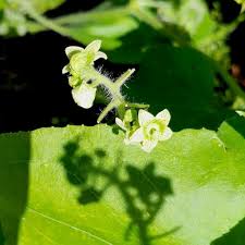 Image result for Sicyos