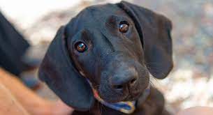 We are asking $2200 for our pups, with a $300 deposit. Plott Hound Stately Hunting Dog Or Loveable Low Key Pet