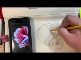 Daily Drawing Beta Fish Youtube Beta Fish Drawing Fish Drawings Daily Drawing