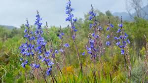 Image result for Aristea