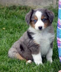 blue myrtle miniature australian shepherd about 8 weeks old