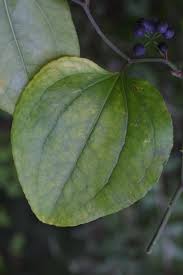 Image result for Smilacaceae