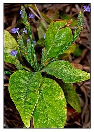 Image result for Elytraria