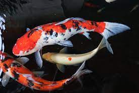 Koi fish are incredibly smart. How Big Can Koi Fish Get What You Need To Know It S A Fish Thing