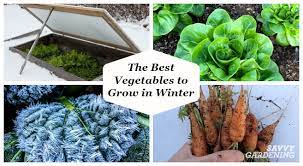 Therefore, you need to take quick actions and start the early planting of vegetables. Vegetables To Grow In Winter 8 Crops For Winter Harvesting