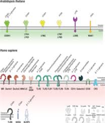 Check spelling or type a new query. Plantae Review Plant Cell Wall Mediated Immunity Cell Wall Changes Trigger Disease Resistance Responses Plantae