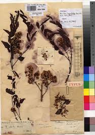 Image result for Dalbergia boehmii