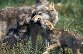 Image result for wolf cub