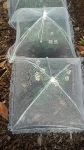 Bird Netting For Garden Near Me Protect Strawberry Plants From Birds Using Picnic Plate Net Covers Strawberry Garden Strawberry Plants Edible Garden