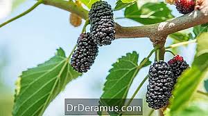 Khasiat daun mulberry untuk kulit. Mulberry 101 Fakta Nutrisi Dan Manfaat Kesehatan Kebugaran 2021