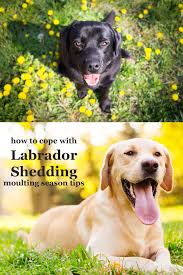 Labrador Shedding It S The Moulting Season Again Labrador Shedding Labrador Retriever Labrador Retriever Puppies