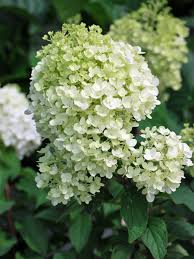 Image result for Basella paniculata