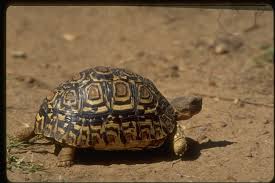Leopard Tortoise Encyclopedia Of Life