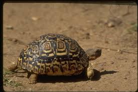 leopard tortoise encyclopedia of life