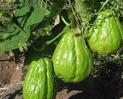 We did not find results for: Coltivare La Zucca Spinosa Idee Green