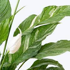 Peace Lily Domino Peace Lily Spathiphyllum Growing Plants Indoors