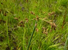 Image result for Schoenoplectus sp.no.1