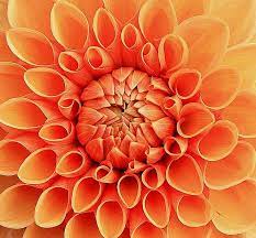 10 dingen > oranje ek editie! Mandala Met Afbeeldingen Oranje Bloemen Oranje Oranje Interieur