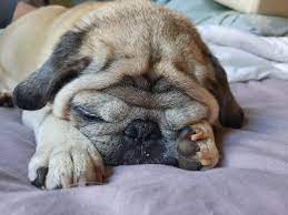 20,957 likes · 448 talking about this. Available Pugs Mid Atlantic Pug Rescue
