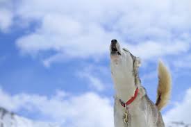 What Does It Mean When A Dog Is Howling Rehome By Adopt A Pet Com