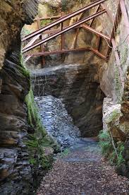 Image result for isolona