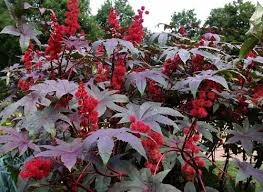 Wiederverwendbare edelstahlflasche (590ml) mit auslaufsicherem verschluss. Rizinusolpflanze Pflanzen Und Pflege Wachstum Aus Samen Rizinusolanlage Beschreibung Merkmale Arten Und Pflege Der Rizinusolanlage Pflanzen Und Verlassen