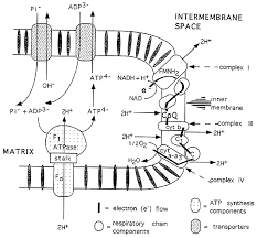 Electron Transport