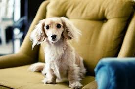 This Will Be My Next Baby Blonde Long Haired Dachshund Rholubik Long Haired Dachshund Dachshund Puppy Long Haired Blonde Dachshund