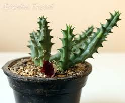 El riego excesivo puede matarlo, pero necesitará que lo riegues semanalmente durante. 3 Metodos Para Multiplicar Cactus Y Plantas Crasas Sin Fallar
