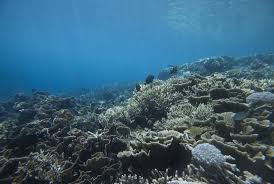 Gambar pemandangan bawah laut asli. Cerita Ilmuwan Bertualang Di Laut Dalam Temukan Ikan Purba Republika Online
