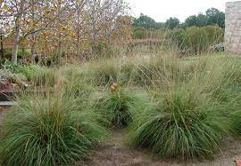 Muehlenbergia Rigens Grasses Landscaping Landscape Perennial Grasses