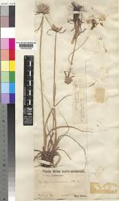 Image result for Cyperus margaritaceus