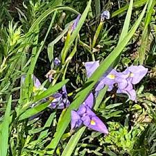 Image result for Moraea