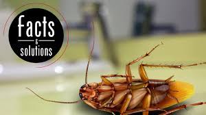 If you have a cockroach infestation, you have several options for getting rid of it. How To Get Rid Of Waterbugs Treatments And Prevention Cockroach Facts