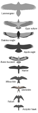 Bird Of Prey Wikipedia 'birds of prey' are large, predatory bird species that have hooked bills, sharp talons, strong feet, and keen eyesight and hearing. bird of prey wikipedia
