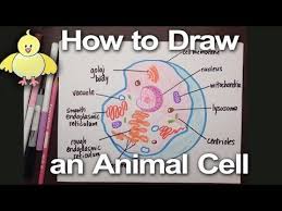 3d Animal Cell Model My Son Won First Place I Can T Believe It Simplekidscrafts Youtube Animal Cell Project Animal Cell Animal Cell Drawing