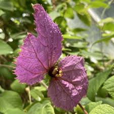 Image result for Dalechampia capensis